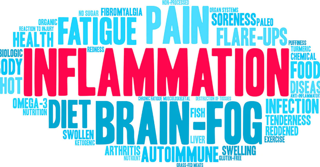 How Can Your Gut Help You Avoid Chronic Diseases? Understanding Diet Induced Inflammation