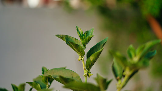 If You Struggle with Hypothyroidism This Herb Could Change Everything