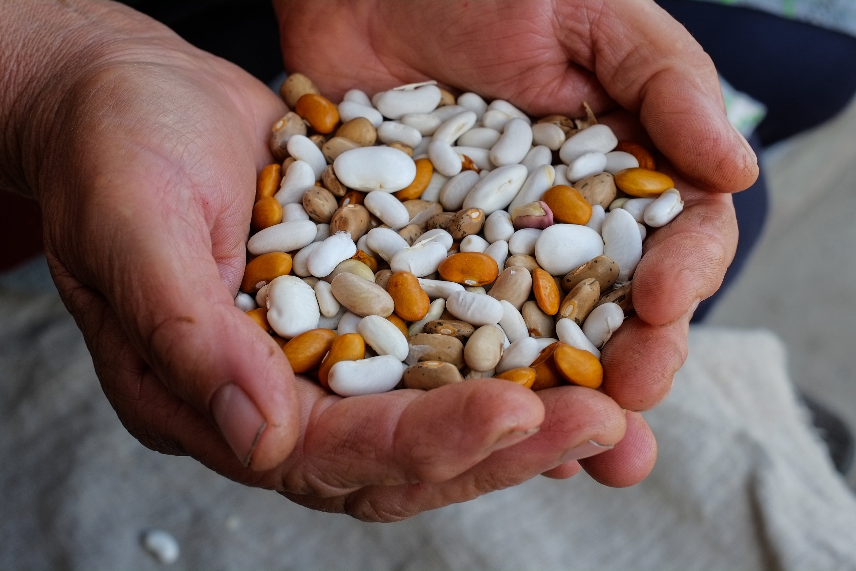 Lectins In Pumpkin Seeds: Friend Or Foe?  Find Out Now! - 5h8s0jn