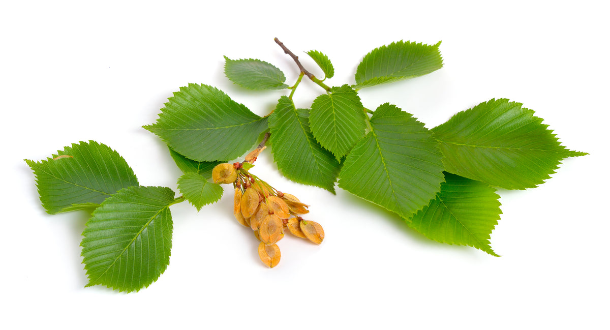 Slippery Elm: What Is It, and How Can It Help You? – KaraMD®