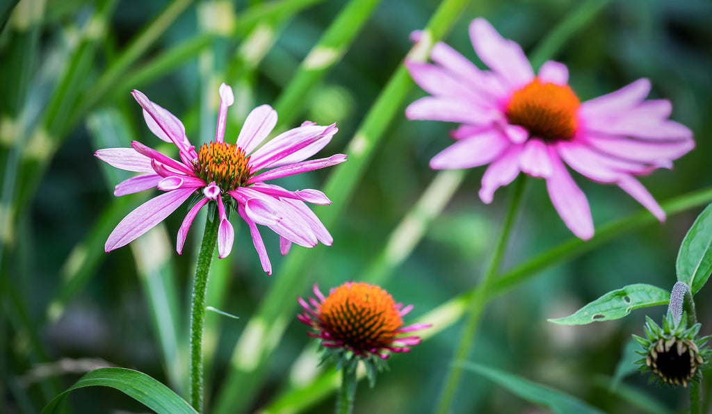 Echinacea: What You Didn't Know About This Power Flower