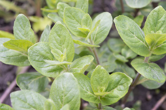 Meet Mint: A Cool & Refreshing Herb