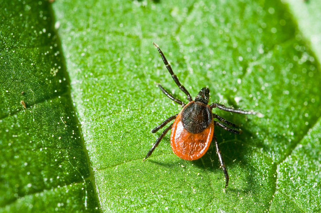 Lyme Disease: Know the Risks