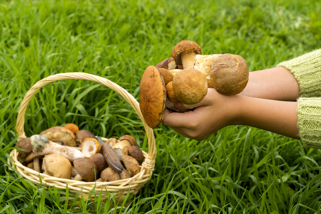 Mushrooms for the Mind: Adaptogenic Mushrooms to Help You Process Change